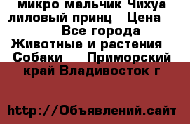 микро мальчик Чихуа лиловый принц › Цена ­ 90 - Все города Животные и растения » Собаки   . Приморский край,Владивосток г.